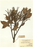 藏品(硬殼柯)的圖片